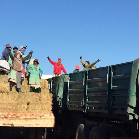 Generous farmers from the Weenen Farmer’s Association in KwaZulu-Natal have reached out to fellow farmers in Steytlerville in the Eastern Cape, by donating 1200 bales of Lucerne to the drought-afflicted area.
