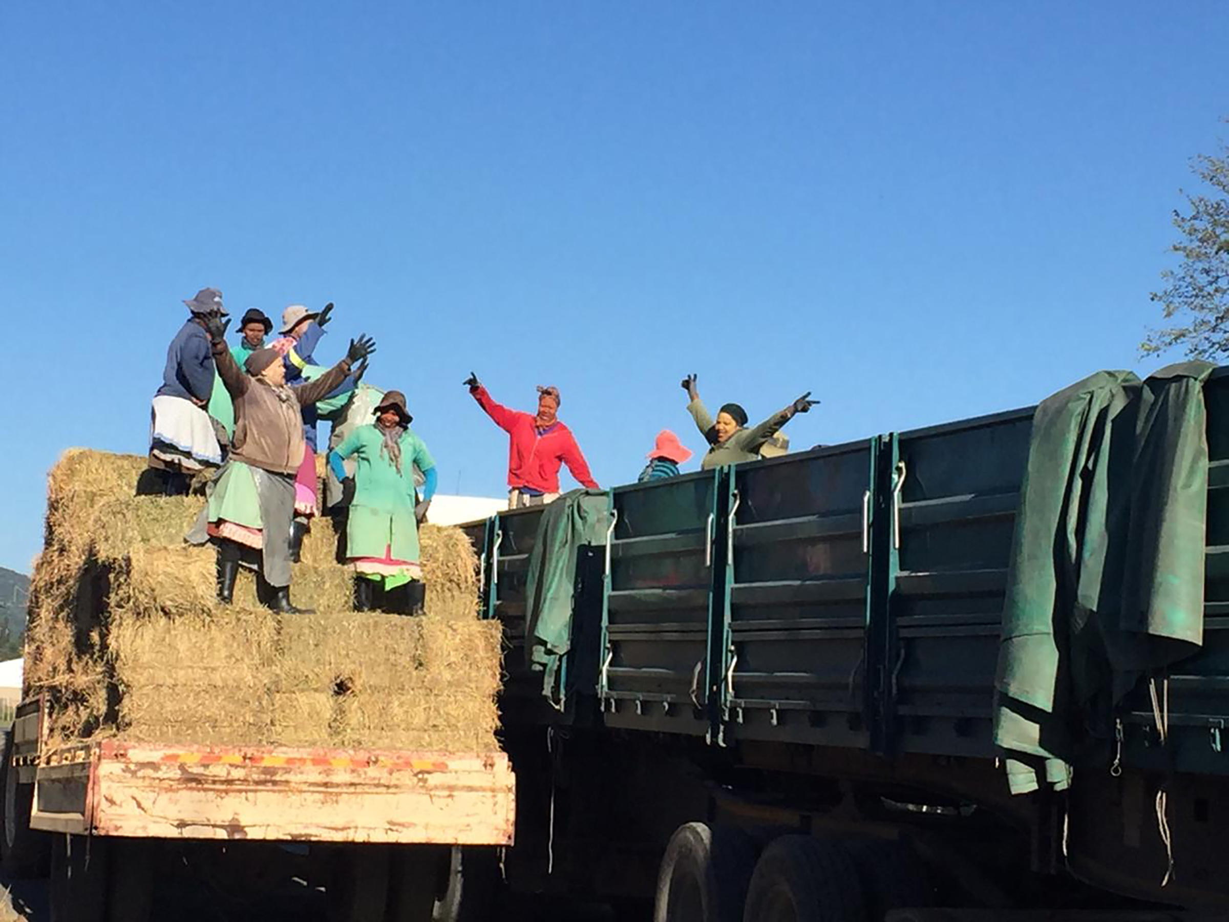 Generous farmers from the Weenen Farmer’s Association in KwaZulu-Natal have reached out to fellow farmers in Steytlerville in the Eastern Cape, by donating 1200 bales of Lucerne to the drought-afflicted area.