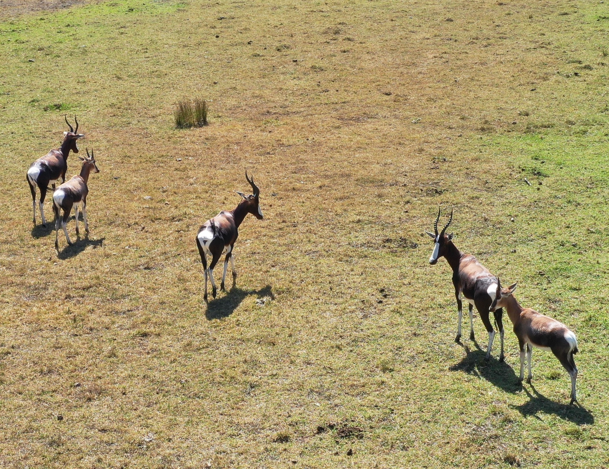 Life in lockdown - Newborns thrive in nature at Vergelegen!