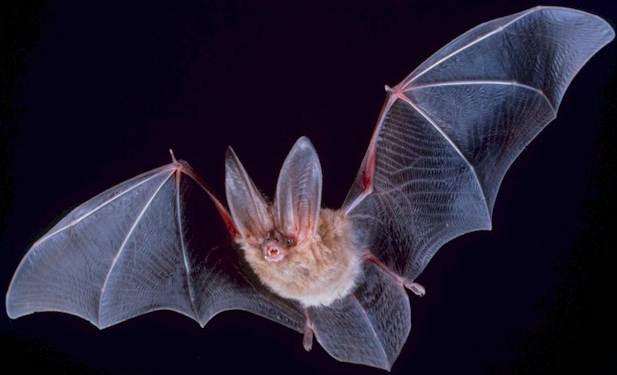 COVID-19 - Worldwide call for ban on wildlife markets!
