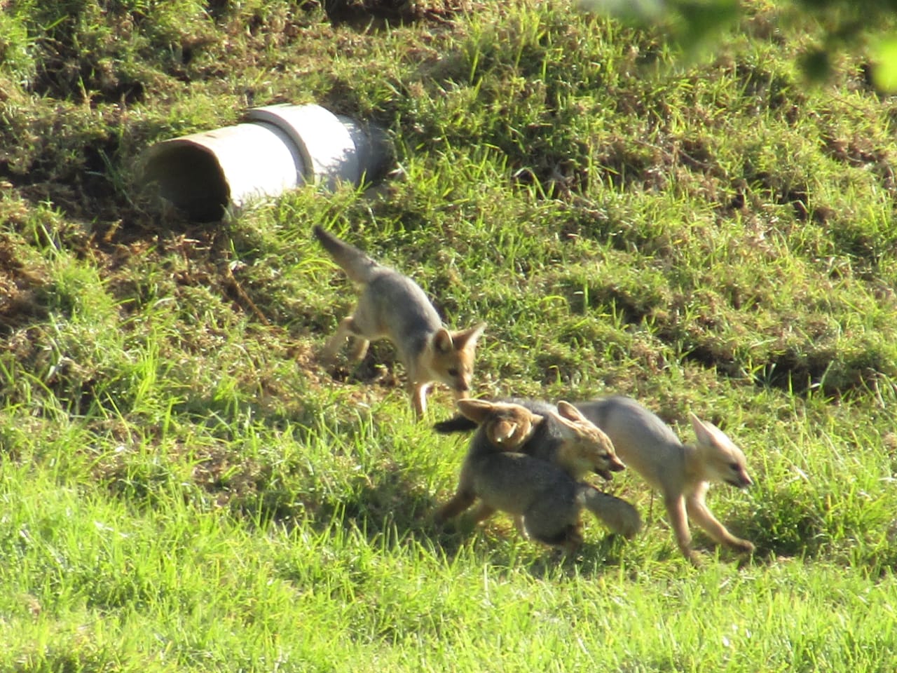 Life in lockdown - Newborns thrive in nature at Vergelegen!