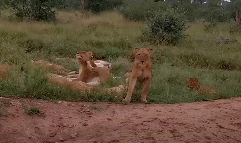Game Drive