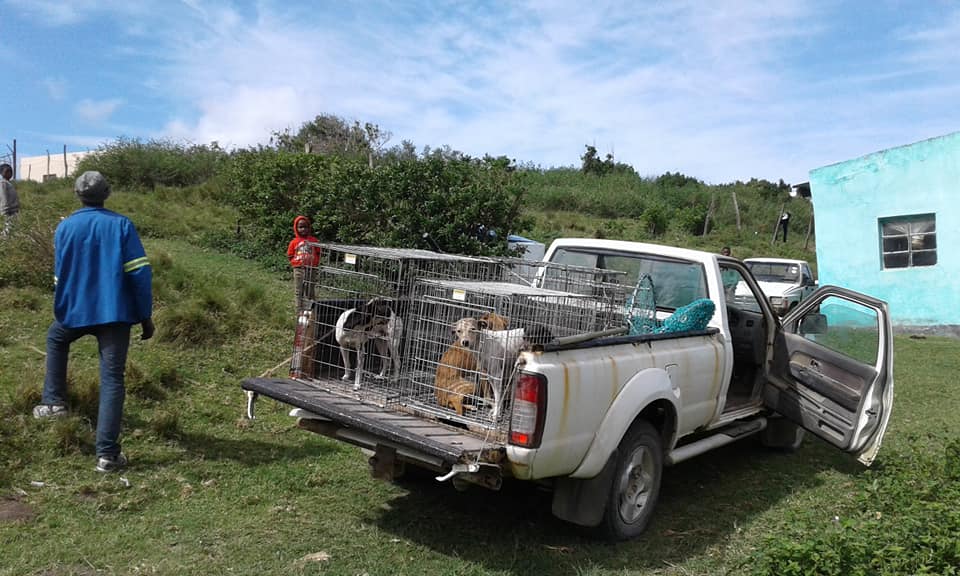 Bakkie