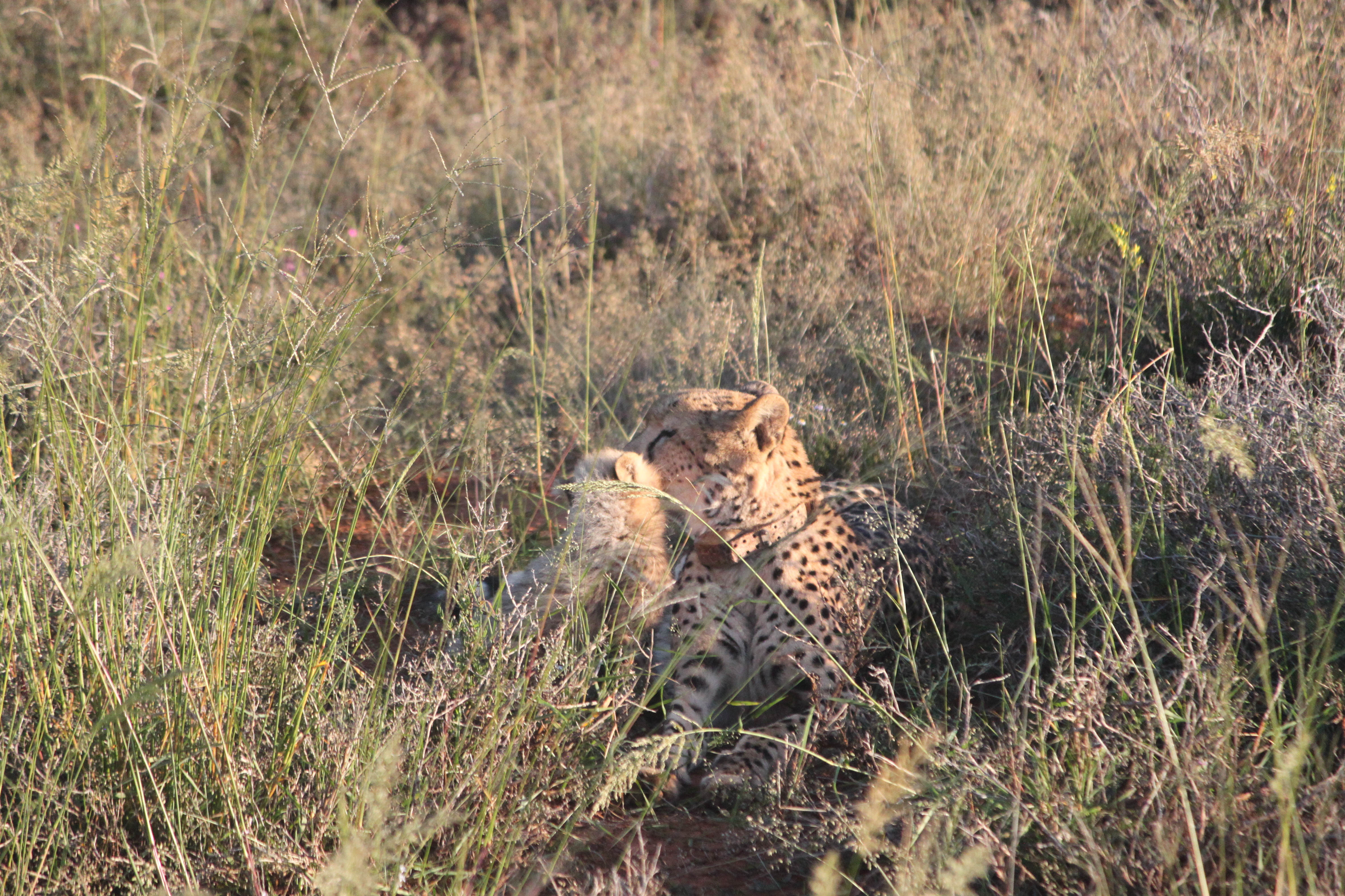 A first on many fronts - Ashias first released captive born male fathers-the-projects-first-cubs-to-a-wild-female
