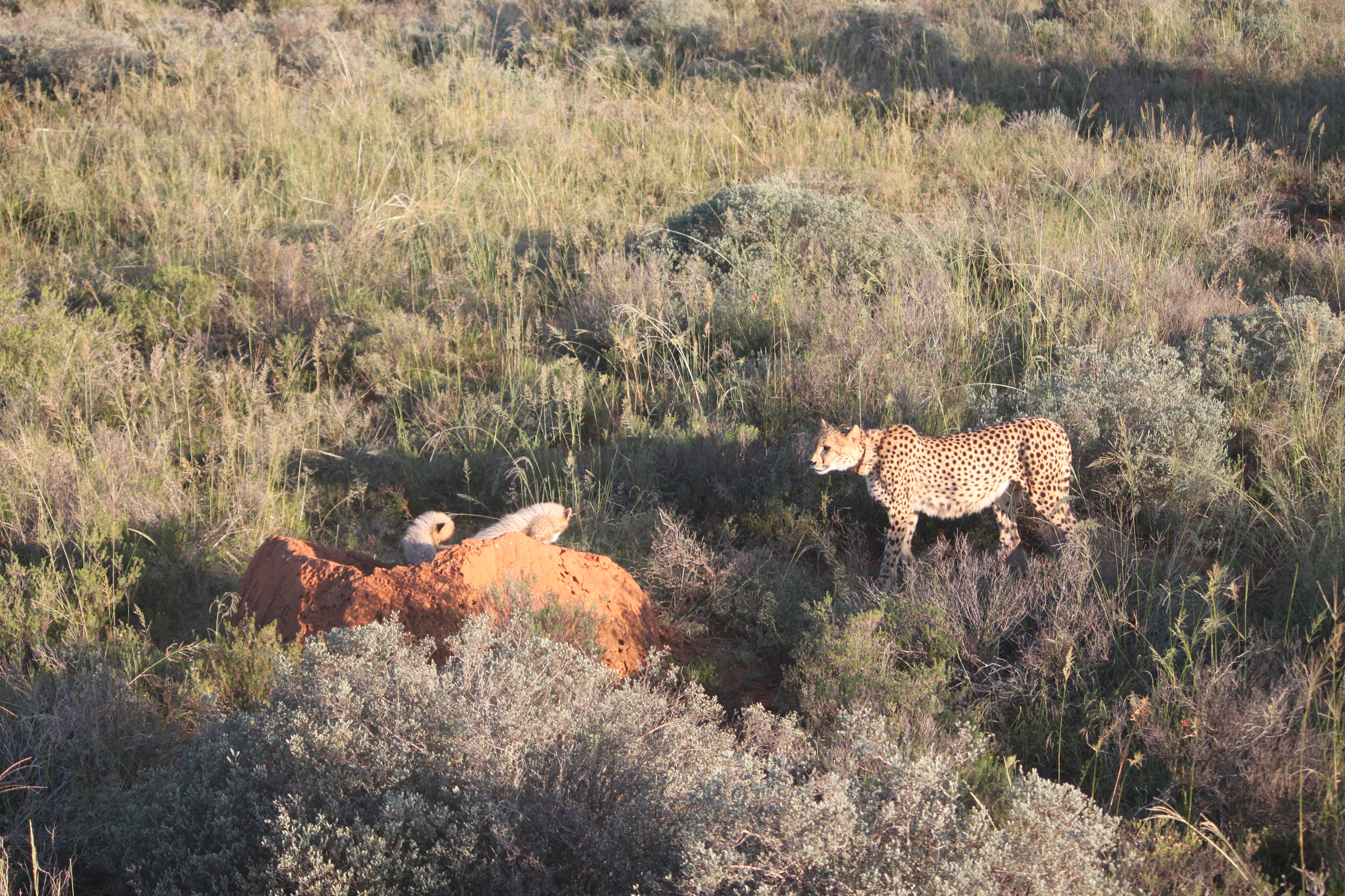 A first on many fronts - Ashias first released captive born male fathers-the-projects-first-cubs-to-a-wild-female
