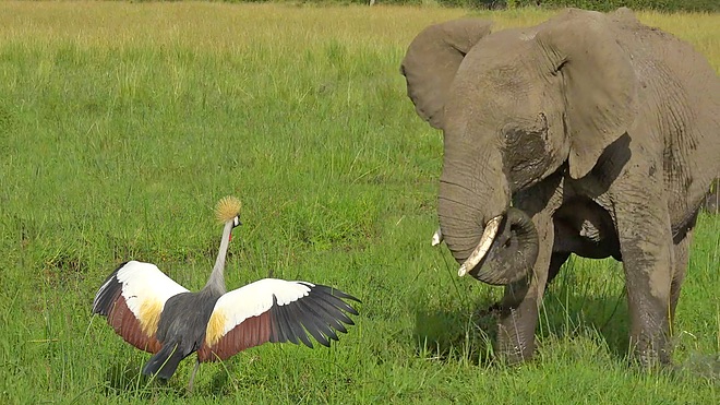 Beautiful and brave Crowned Crane takes on an elephant to protect nest
