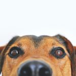 Khayelitsha Funda Nenja Sterilisation Rescue Expo Animal Welfare Randburg
