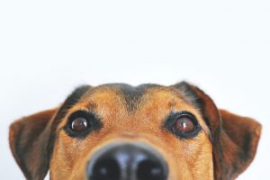 Khayelitsha Funda Nenja Sterilisation Rescue Expo Animal Welfare Randburg