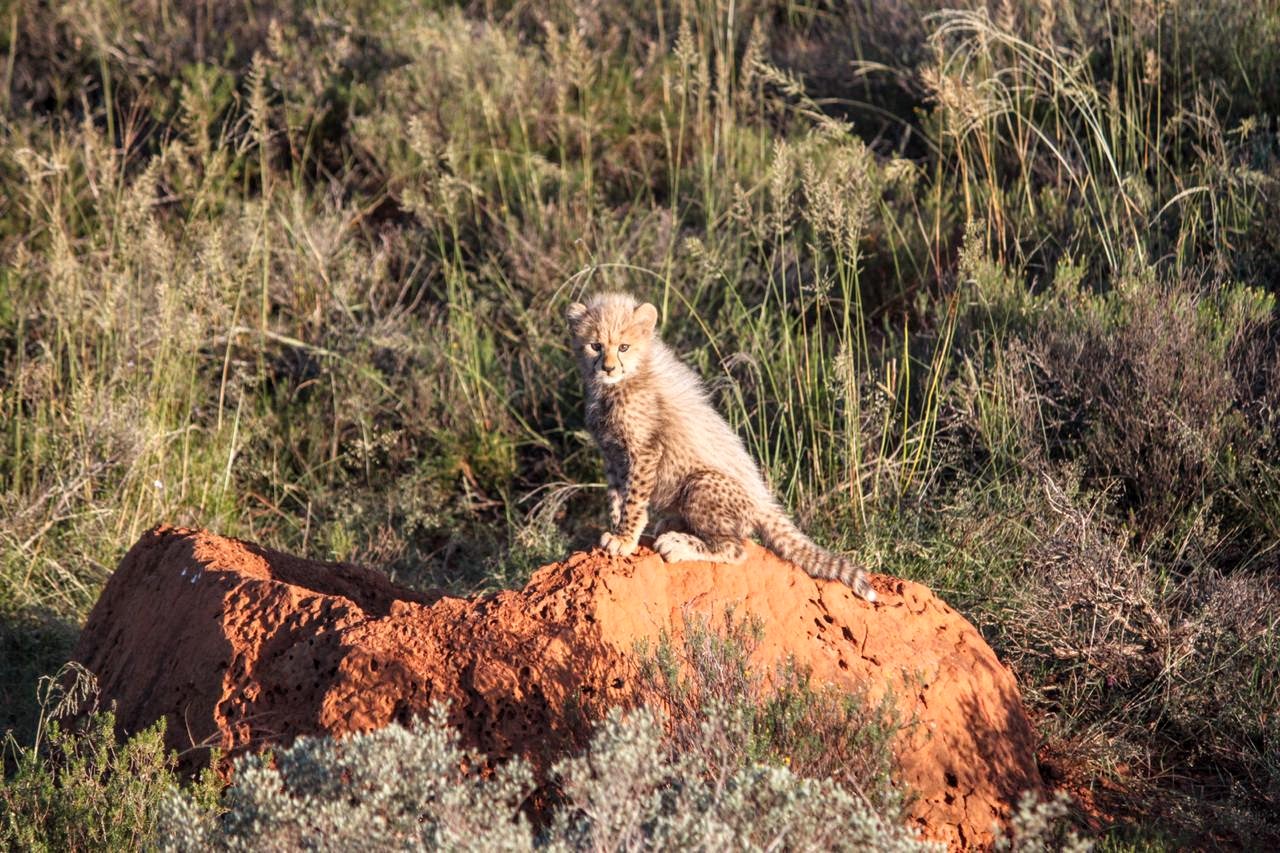 A first on many fronts - Ashias first released captive born male fathers-the-projects-first-cubs-to-a-wild-female