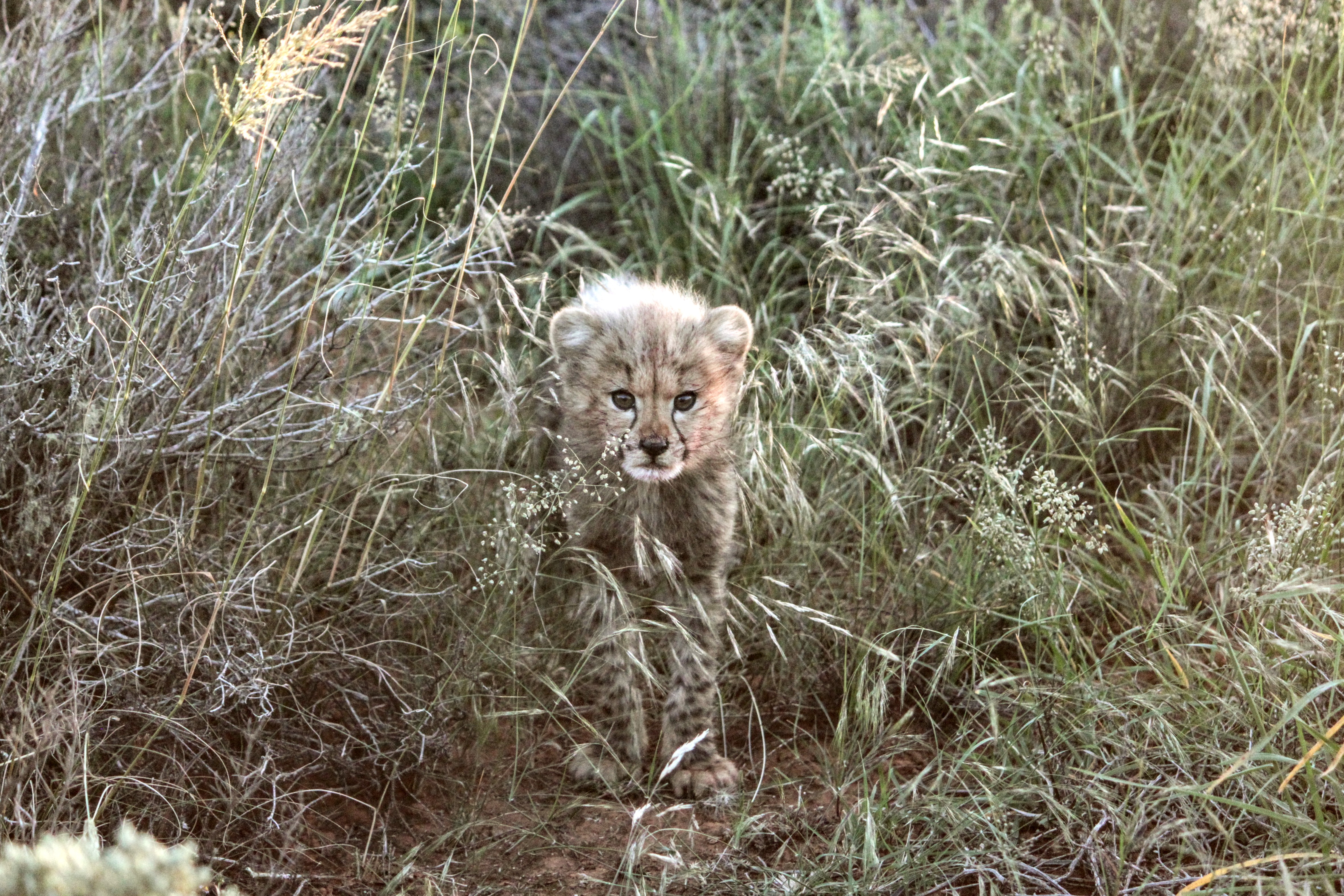 A first on many fronts - Ashias first released captive born male fathers-the-projects-first-cubs-to-a-wild-female
