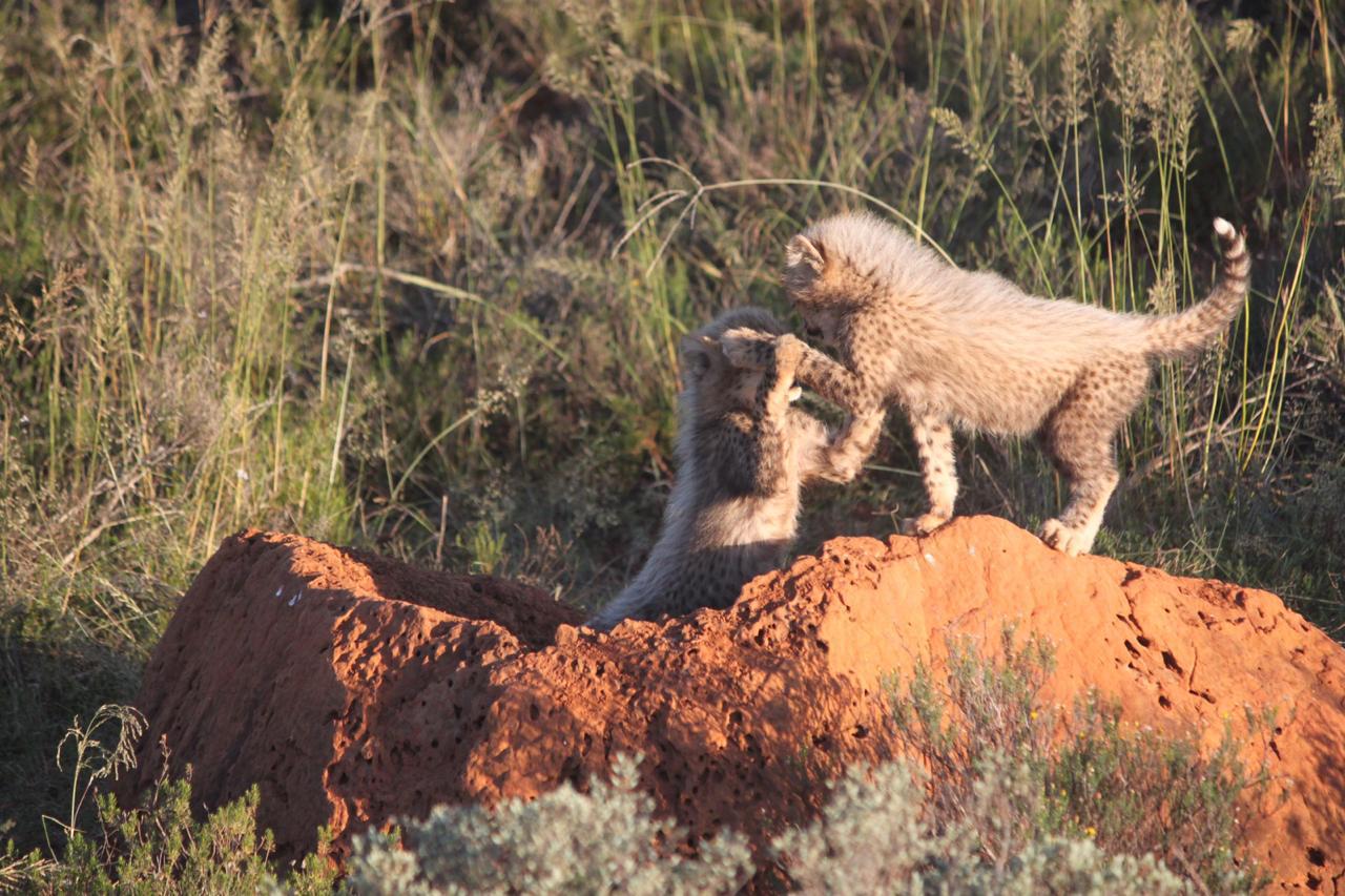 A first on many fronts - Ashias first released captive born male fathers-the-projects-first-cubs-to-a-wild-female