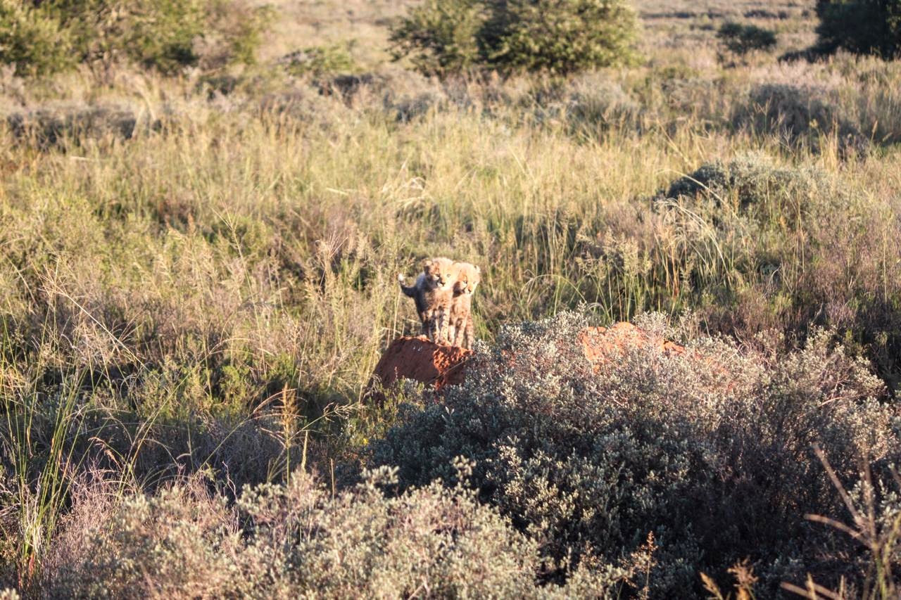 A first on many fronts - Ashias first released captive born male fathers-the-projects-first-cubs-to-a-wild-female