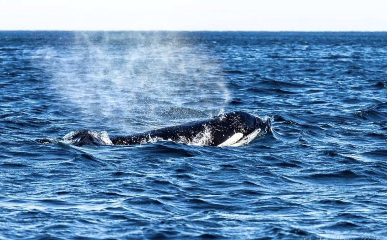 Wildlife thriving off Simons Town during lockdown