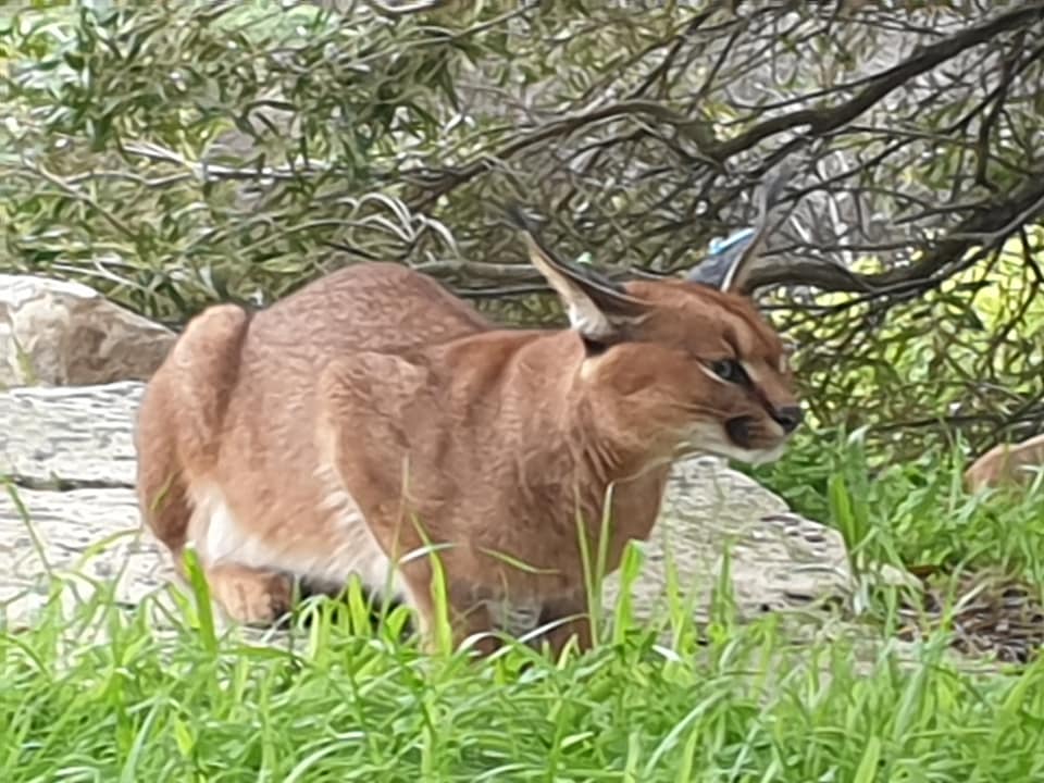 Caracal