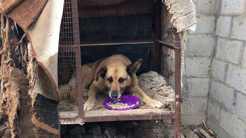Helping vulnerable pets in disadvantaged communities stay warm this winter
