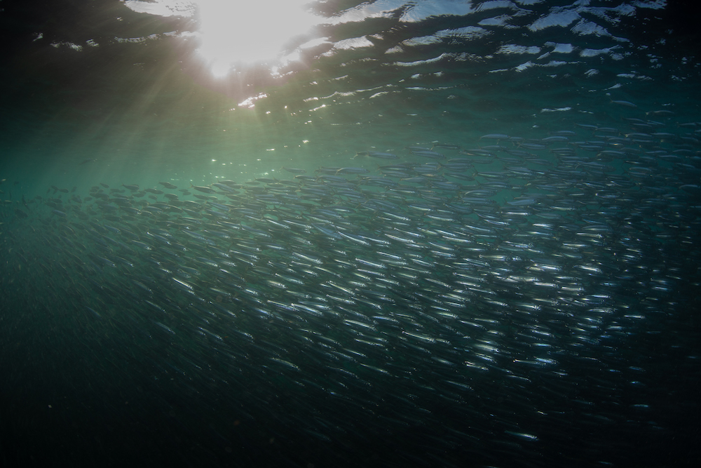 Incredible underwater photos of the 2020 Sardine Run!