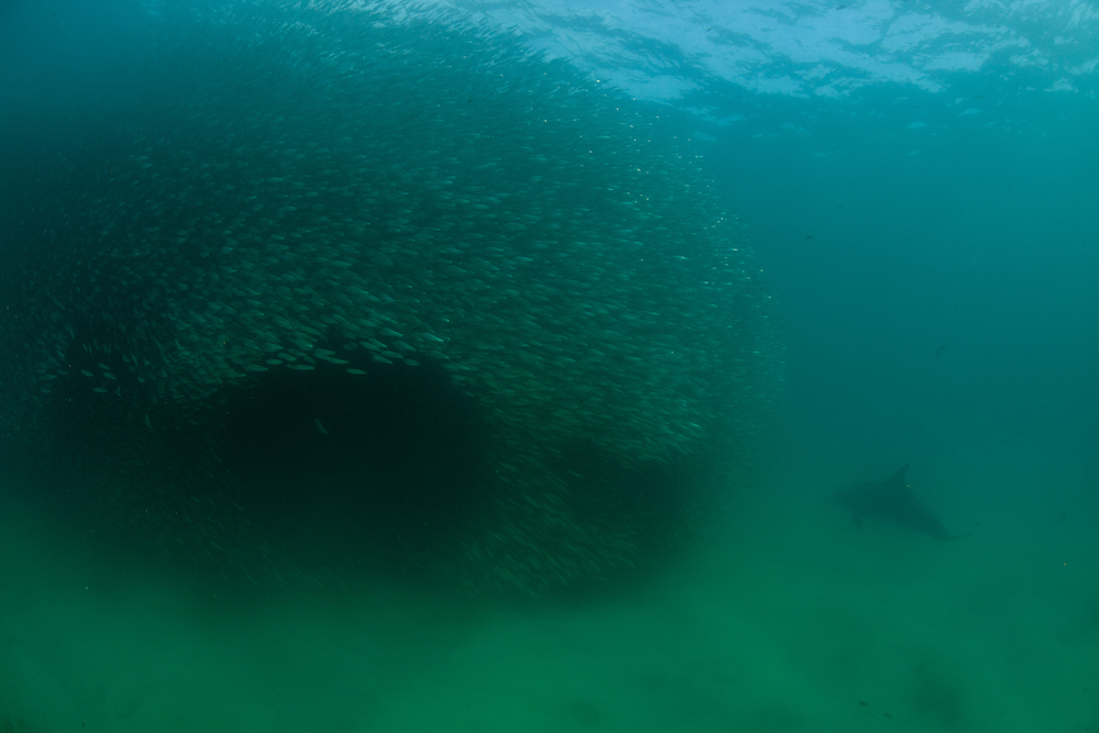 Incredible underwater photos of the 2020 Sardine Run!