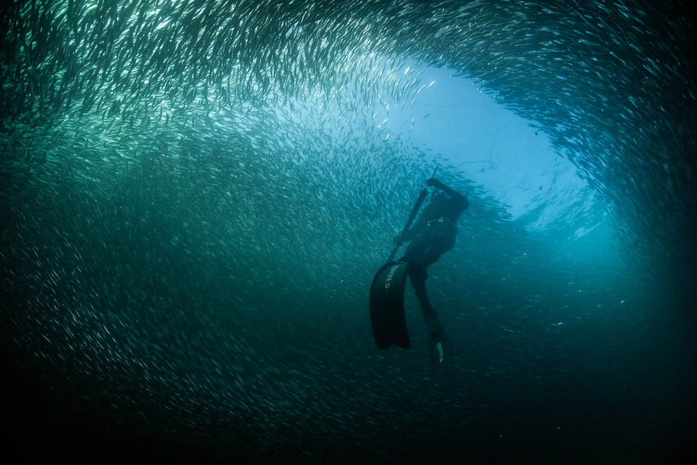 Incredible underwater photos of the 2020 Sardine Run!