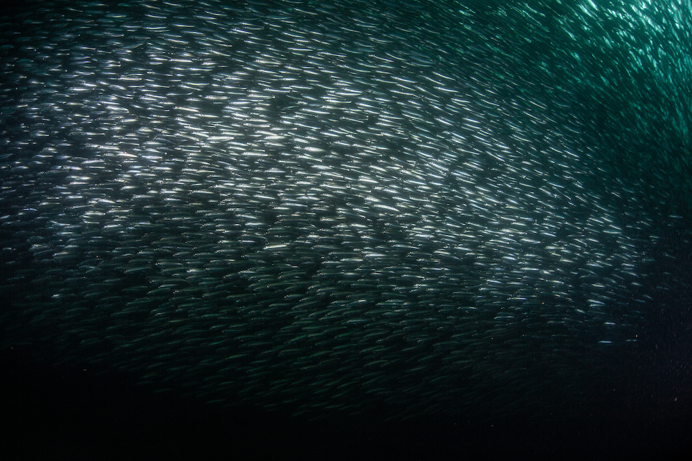 Incredible underwater photos of the 2020 Sardine Run!