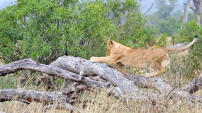 Lion Cubs Latest Sightings
