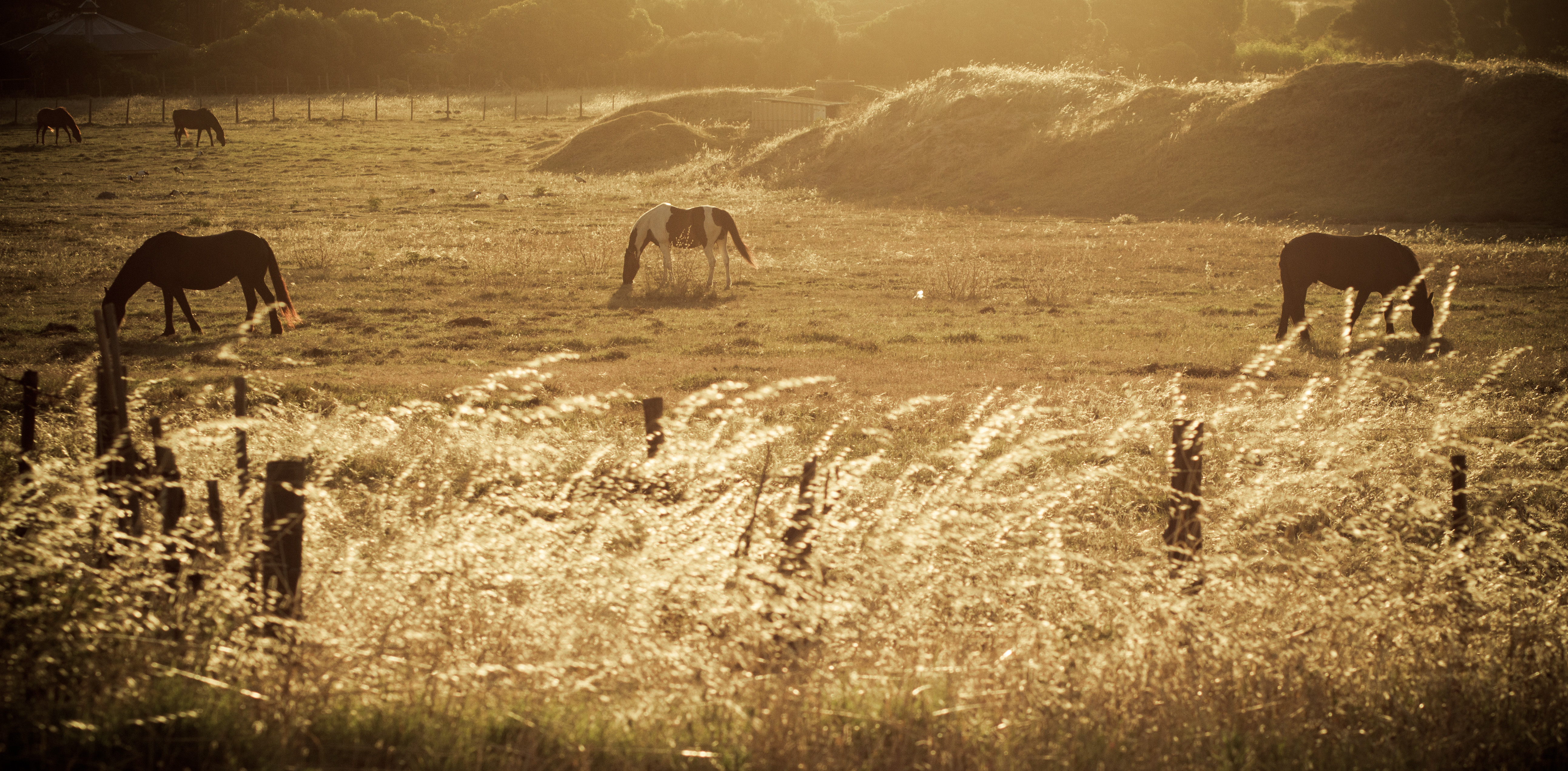 Horses