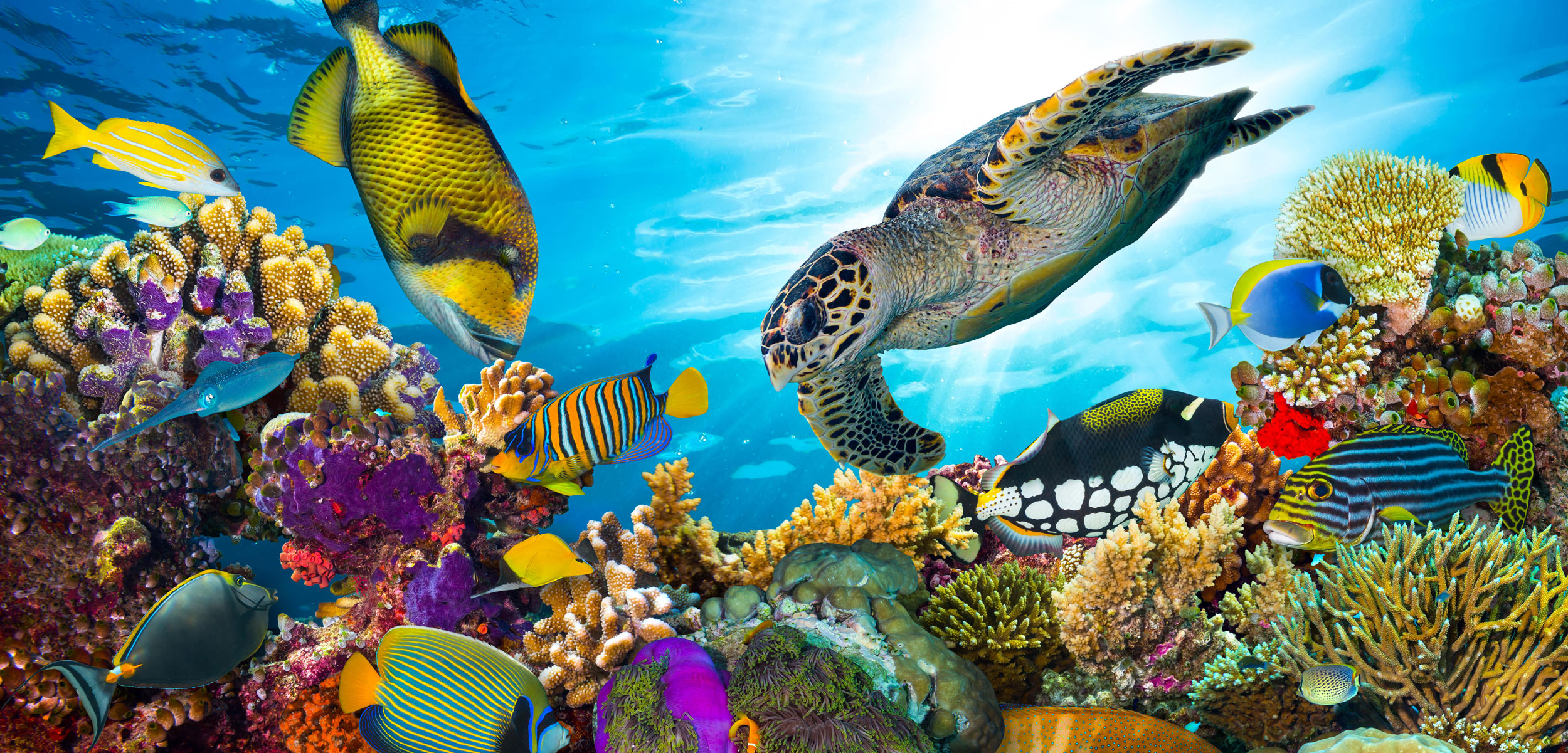 Plastic free July - 5 simple ways to reduce plastic pollution!