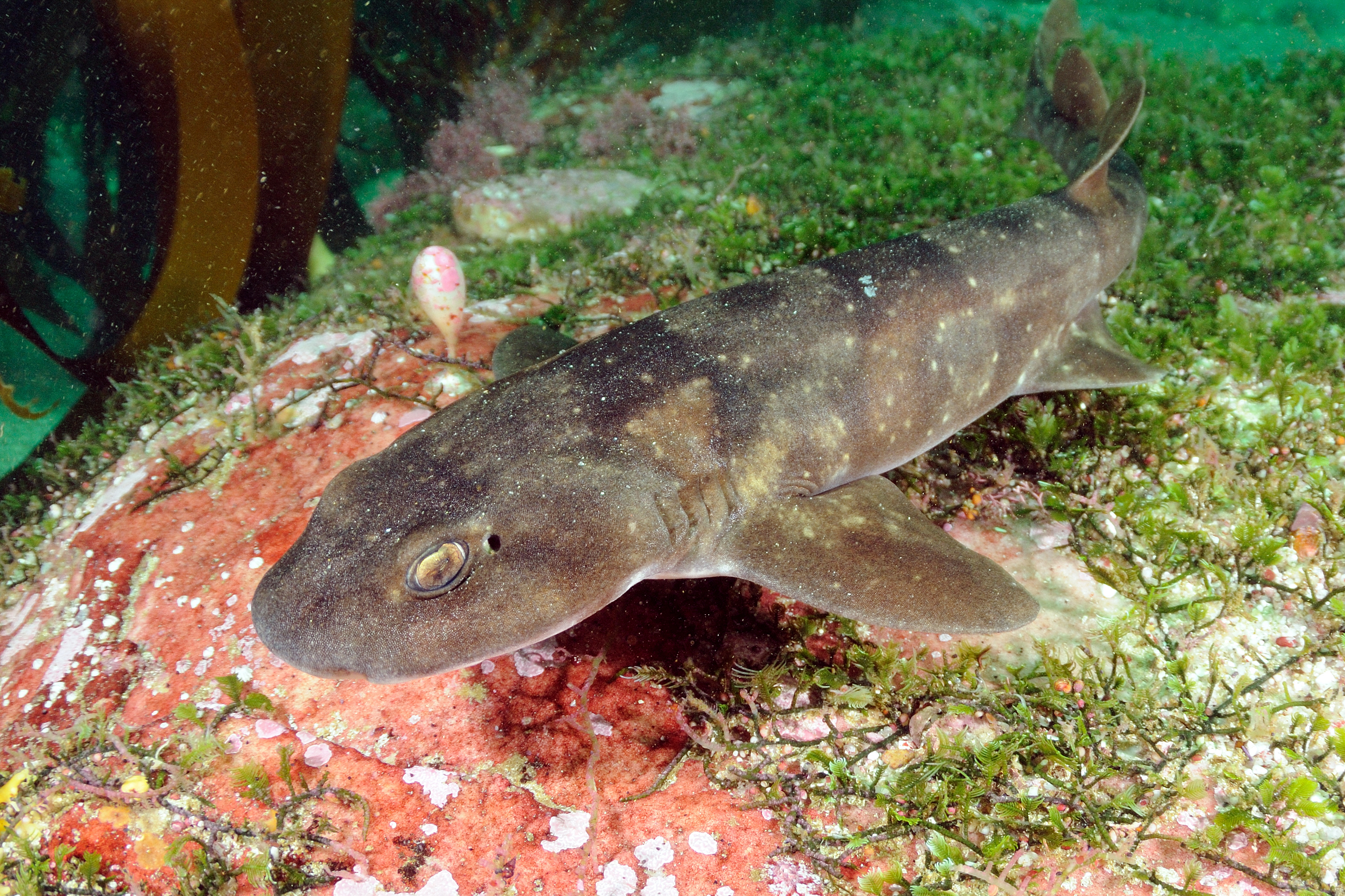 Local fishers contribute towards landmark South African shark study