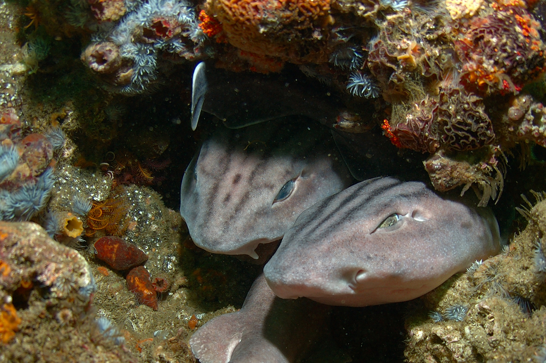 Local fishers contribute towards landmark South African shark study