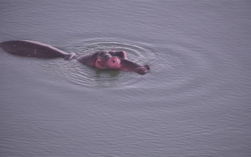 Cape Town’s wandering hippo finds a home in Mossel Bay