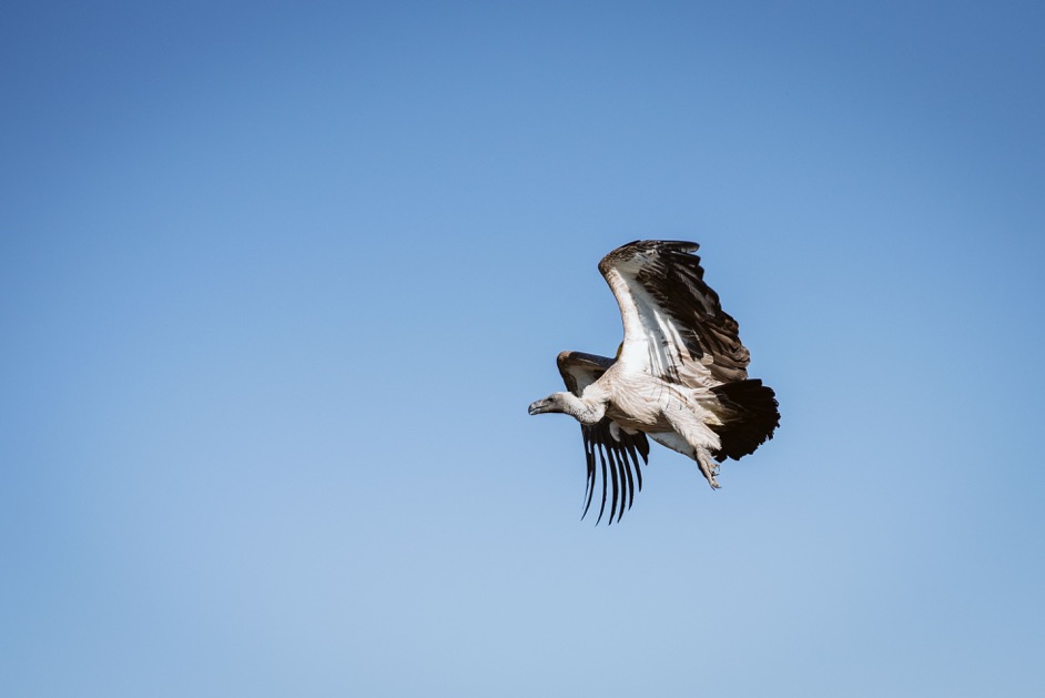 Vultures