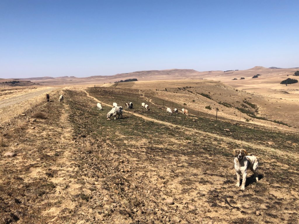 EWT protects predators by providing guard dogs to livestock farmers