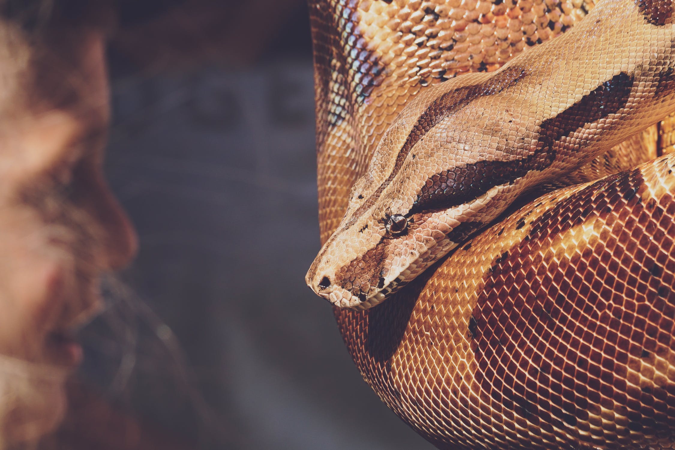 How snake removers use Google to safeguard wildlife and residents