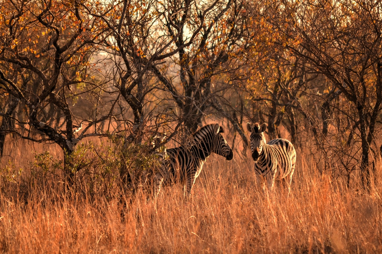 Kruger Safari Guides