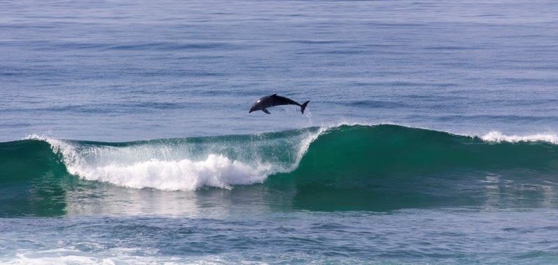 Fun loving Dolphins caught playing in the waves on the South Coast!