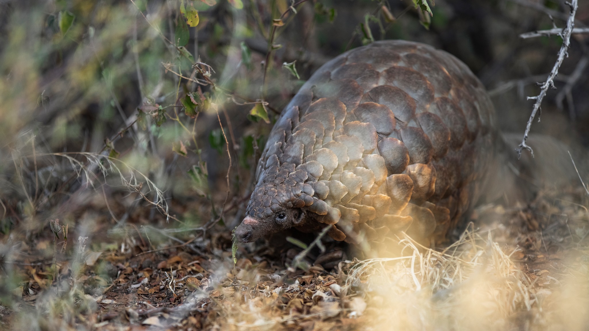 Pangolin