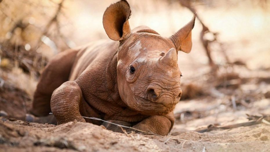 Rhinos Rhino Poaching Good news for Black Rhino births on World Rhino Day!!!