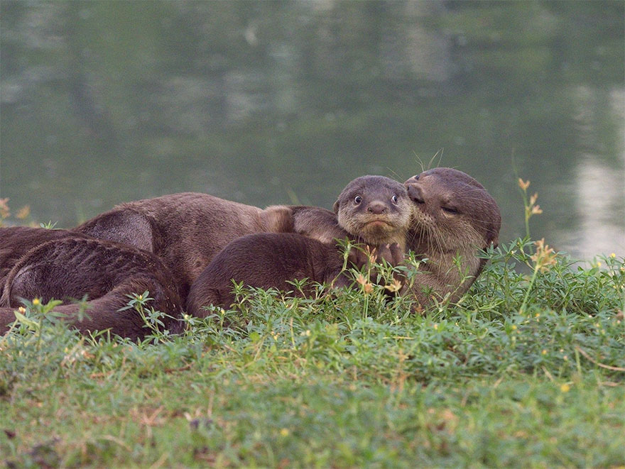 The finalists for the 2020 comedy wildlife photography awards have just been announced... and they are exactly what you would expect! 21