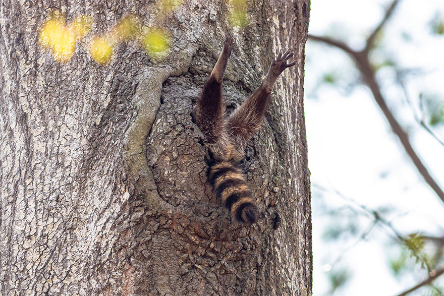The finalists for the 2020 comedy wildlife photography awards have just been announced... and they are exactly what you would expect! 21