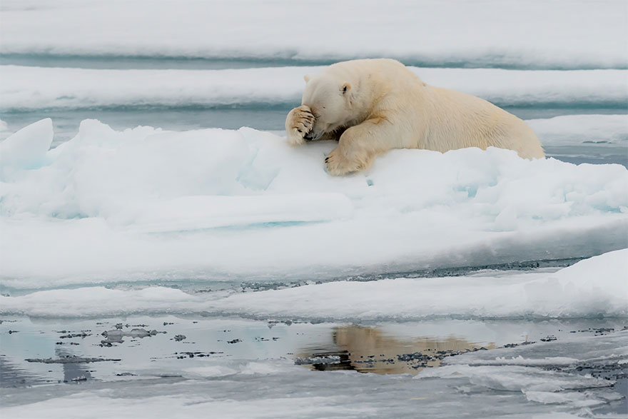 The finalists for the 2020 comedy wildlife photography awards have just been announced... and they are exactly what you would expect! 21