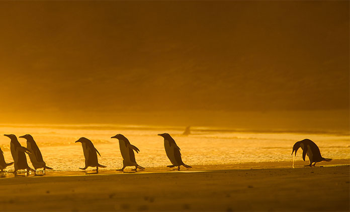 The finalists for the 2020 comedy wildlife photography awards have just been announced... and they are exactly what you would expect! 21