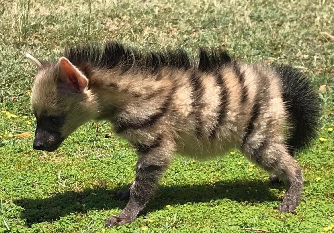 Incredible rescue: Aardwolf pup rescued by Border Collie