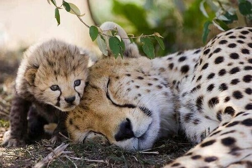 Baby Cheetah Cub and Mom