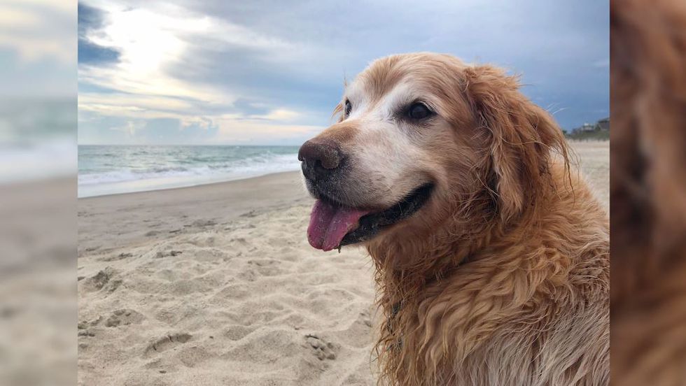 Charlie - Obituary for beloved pup who died after battle with Lymphoma goes viral