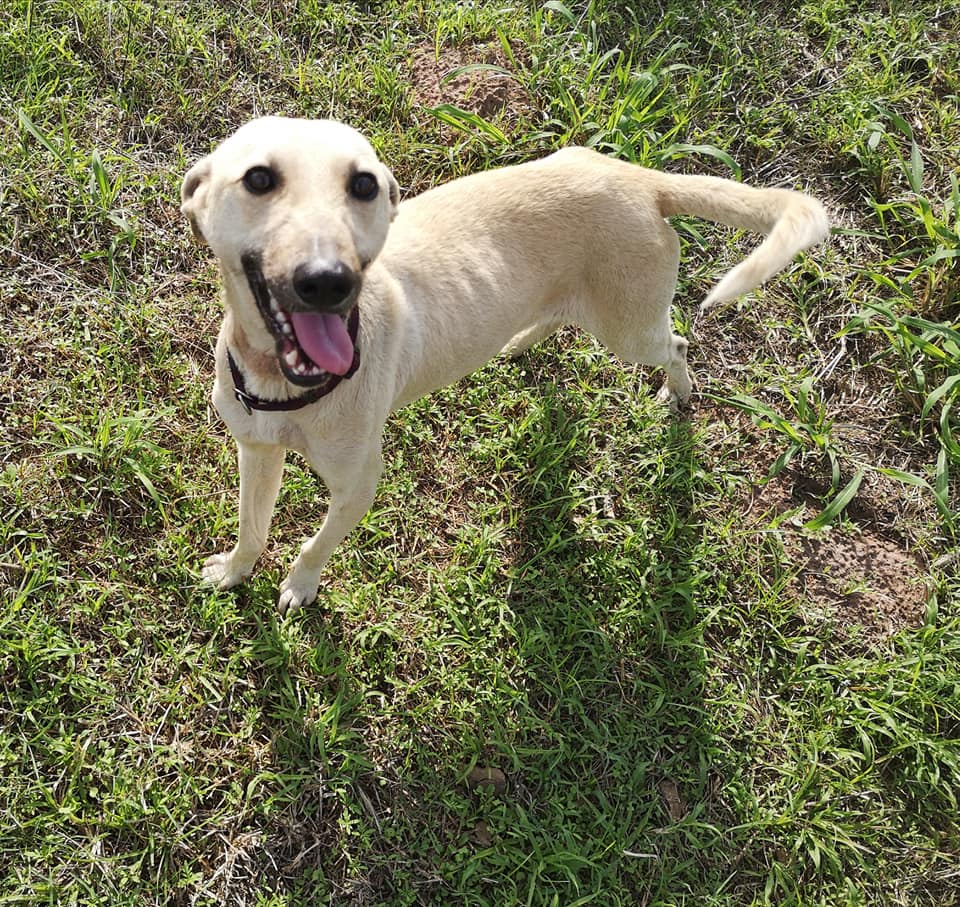 The transformation of this pup is proof that love heals all wounds!