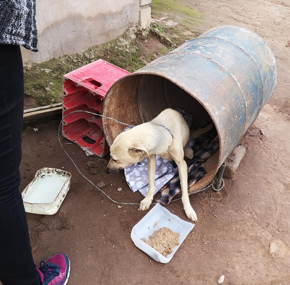 The transformation of this pup is proof that love heals all wounds!