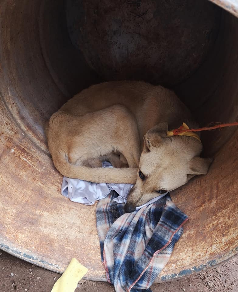 The transformation of this pup is proof that love heals all wounds!