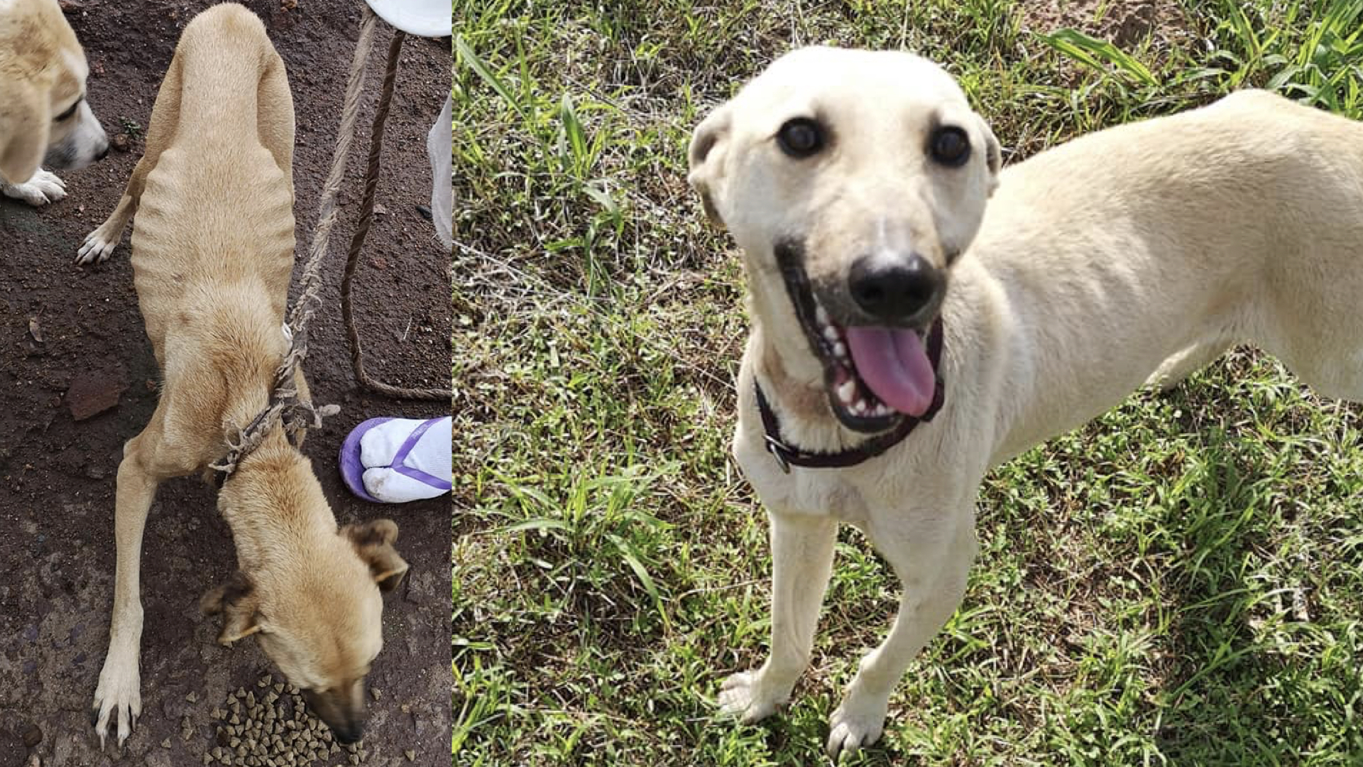 The transformation of this pup is proof that love heals all wounds!