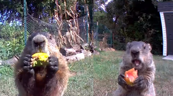 Guy plants a whole a garden for the groundhog who keeps stealing his veggies — and can't believe it when he brings his whole family over.