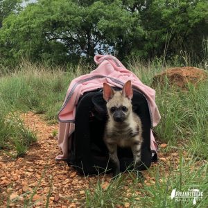 Aardwolf