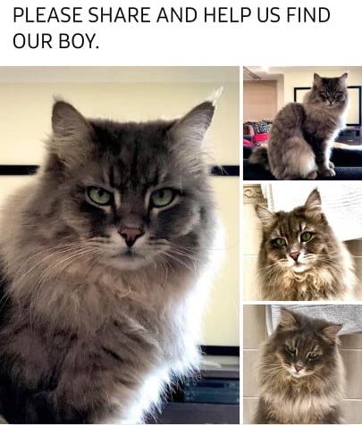 From Kyalami to Midstream - Lost Cat Found 27 Kilometres From Home!